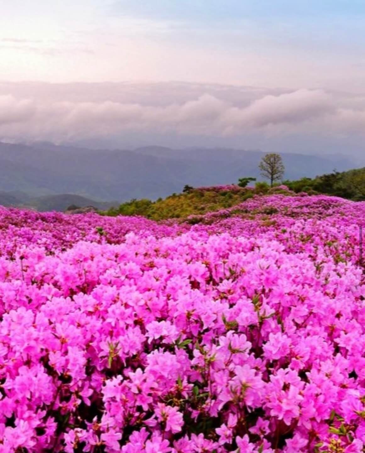 황매산 철쭉축제 기간