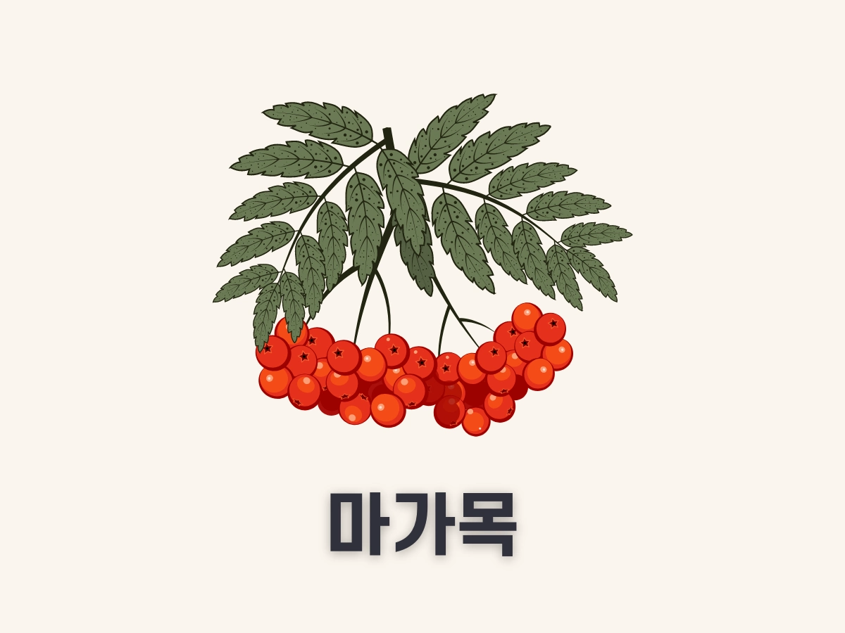 마가목