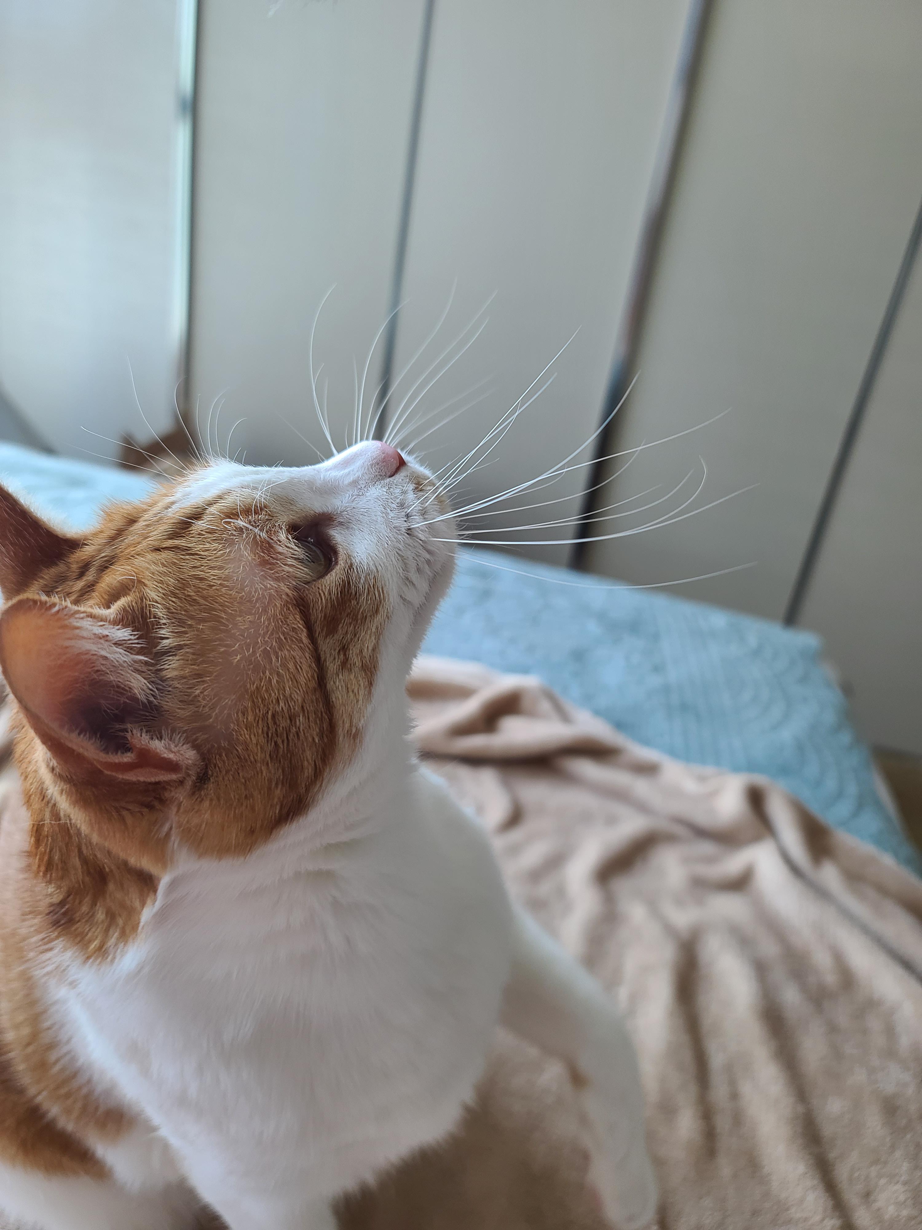 고양이 수염의 역할. 우리집 고양이들의 사냥할때 수염 모양새. 수염발사!! 사진귀여움 주의!