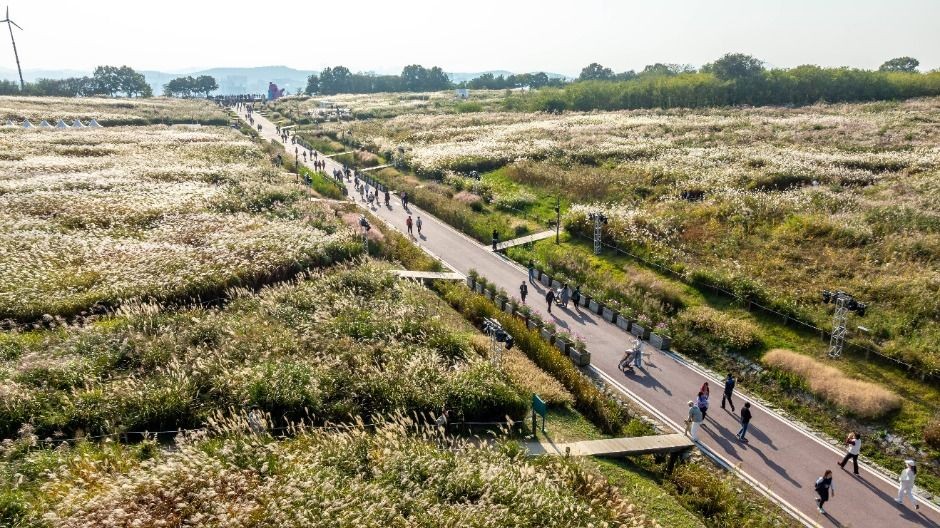 2025 서울 억새축제 정보 총정리 (10.18 토 ~ 10.24 금, 상암 하늘공원) 관련 사진