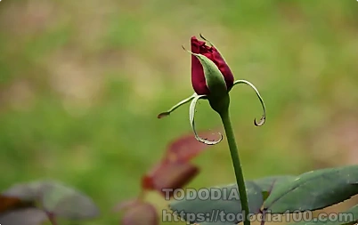 빨간장미- 꽃말- 뜻-역사-장미수-종류-연인-5