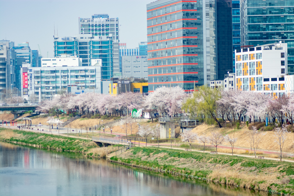 2023년 3월 29일 최근 금천구 안양천 벚꽃길 근황
