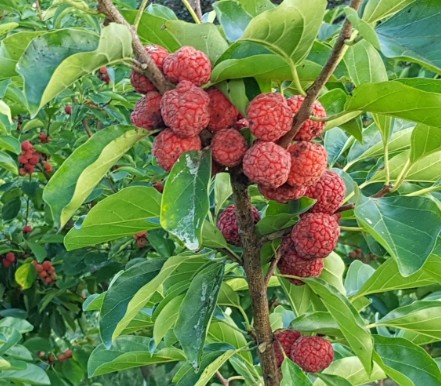 천연 건강식물 꾸지뽕(뿌리/열매) 효능부터 먹는법, 가격, 수확시기, 술 담그는법까지 완벽정리리