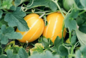 참외 효능 부작용 (참외씨 먹어도 되나요? 참외씨 설사 이유는?)