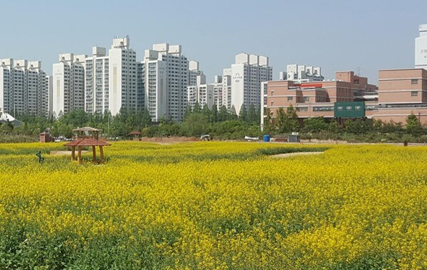 계양꽃마루 코스모스