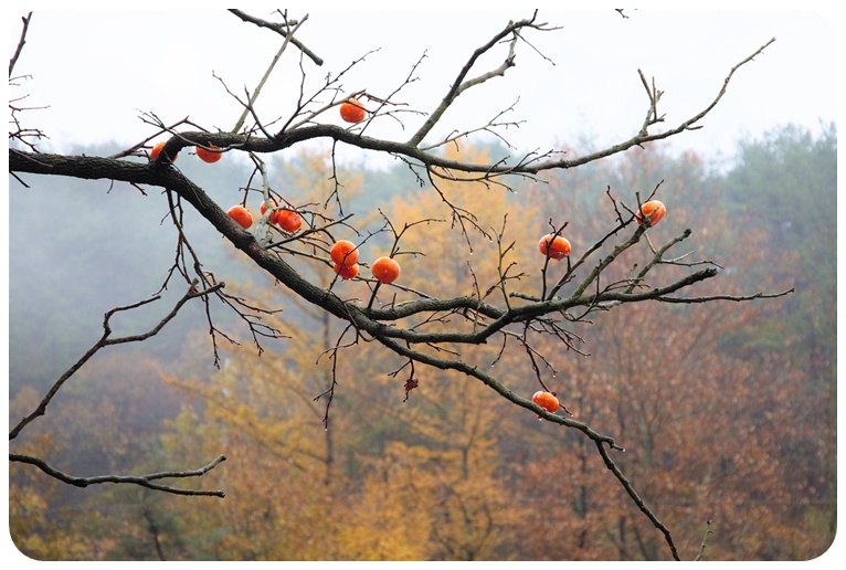 홍시의 주요 성분, 소화 촉진 효과