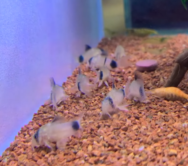 코리도라스에 대한 모든 것