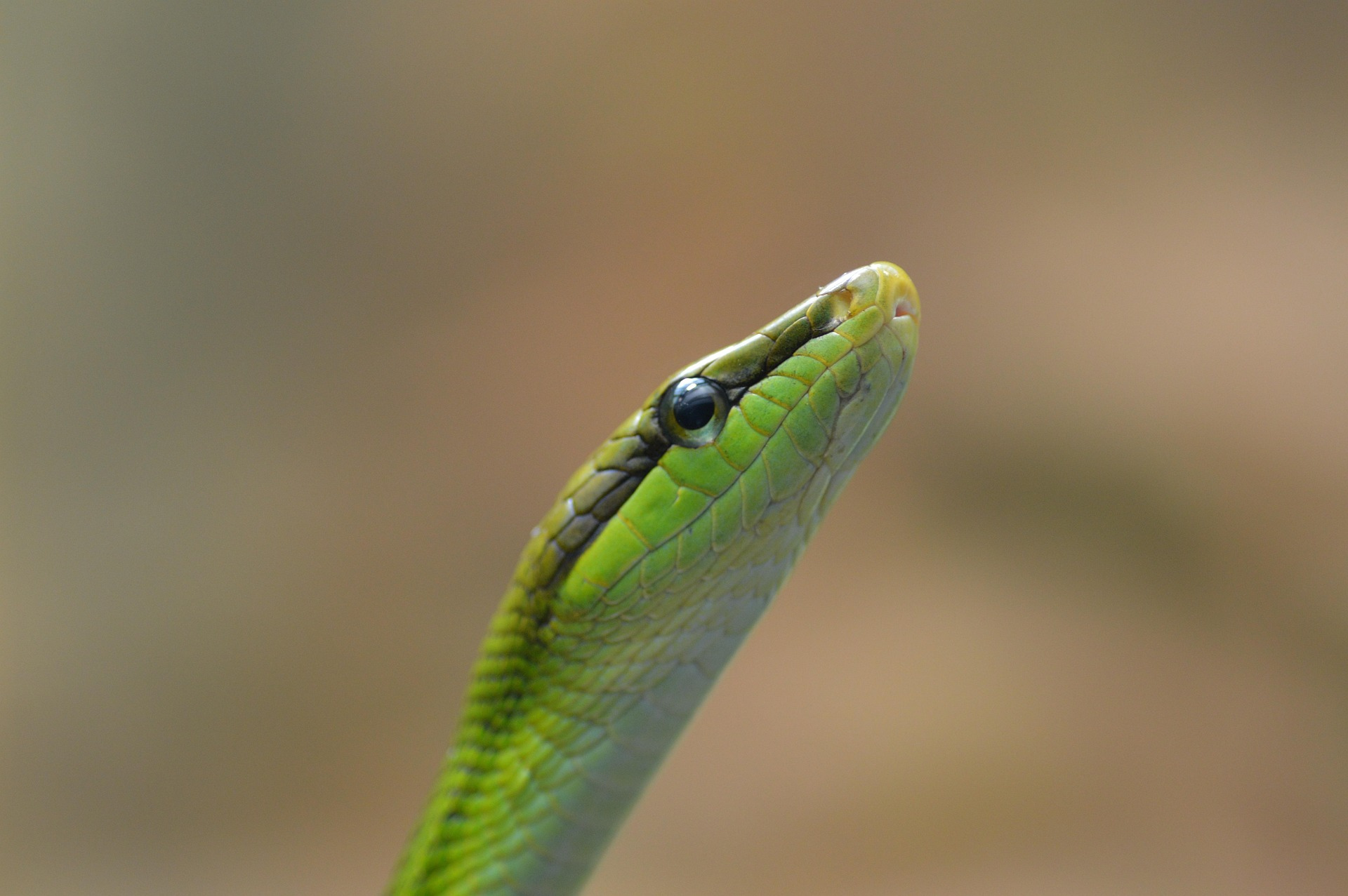 러브버그 뜻 출몰시기 수명 천적
