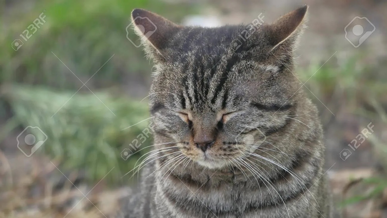 &amp;quot;고양이