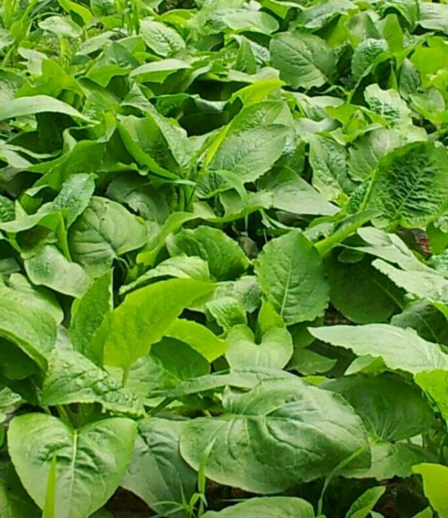 극한직업 명이나물