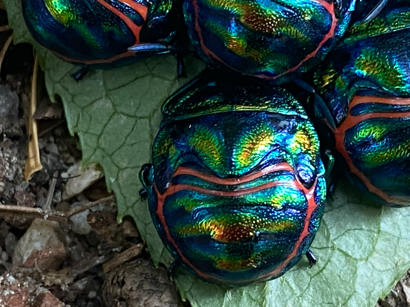 광대노린재 약충3