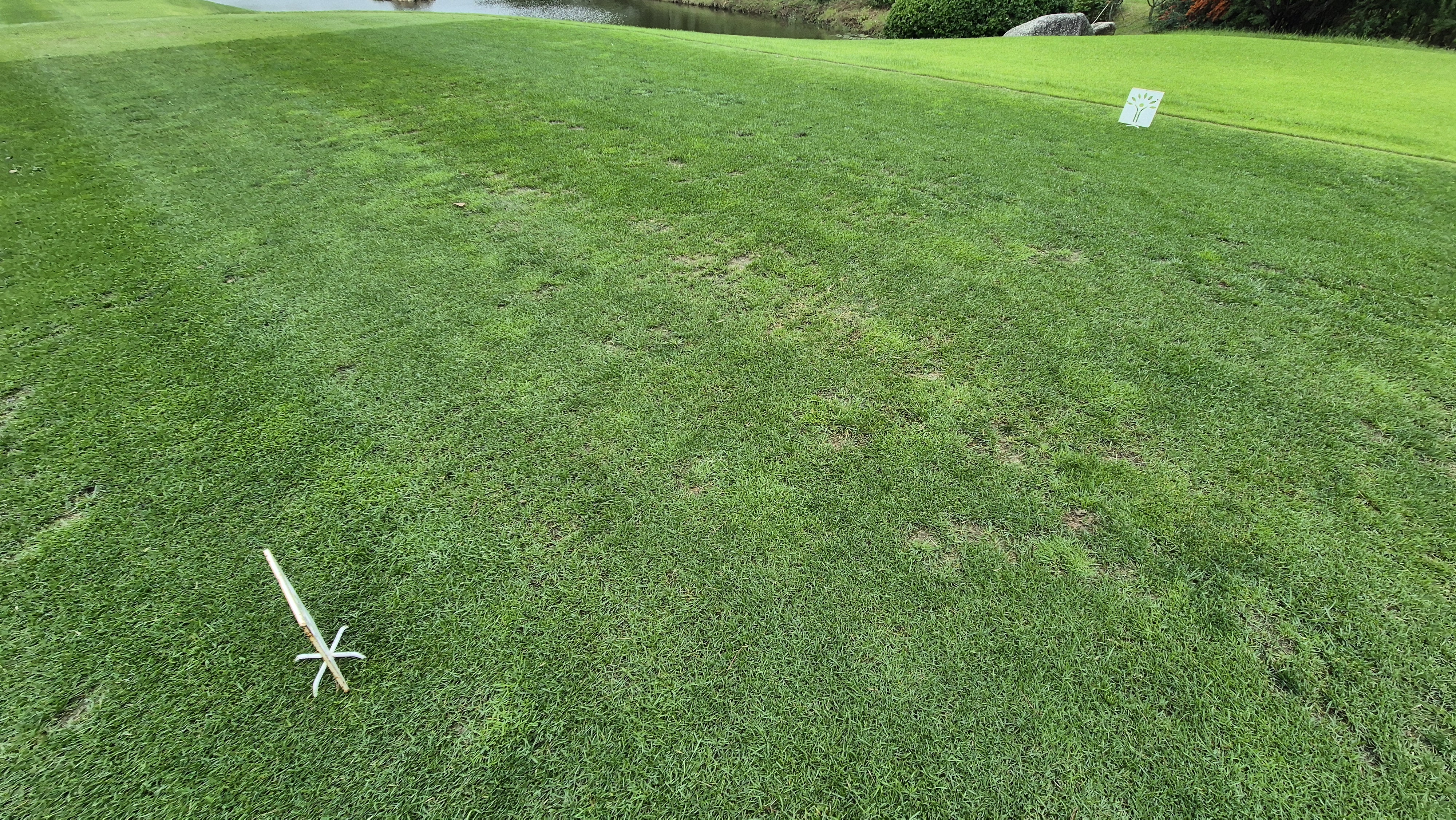 파인스톤cc 티잉구역 상태