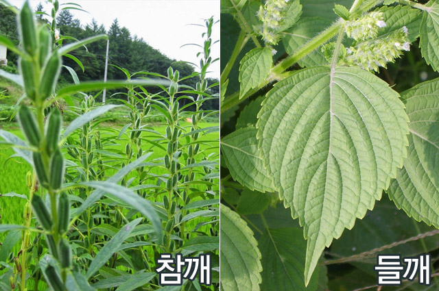 깻잎 효능 5가지 칼로리 부작용