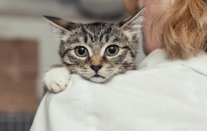 수의사 쪽에 턱을 얹는 고양이