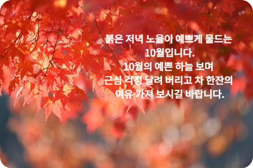 붉은-단풍잎