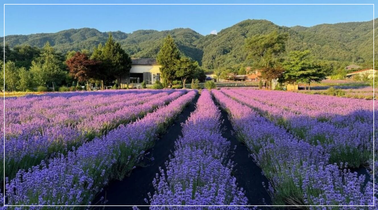 고성 가볼만한곳 베스트10 하늬라벤더팜