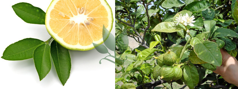 버가못 (bergamot)
