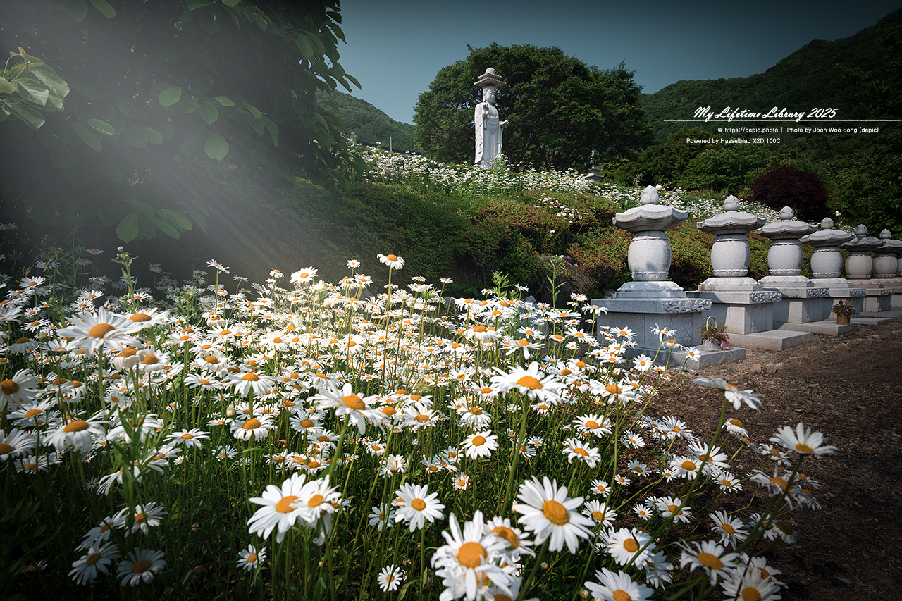 #꽃 #여름 #사찰 #괴산 #불상 #샤스타데이지 #불교