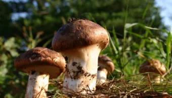 송이버섯 먹는법 요리법을 정리_7