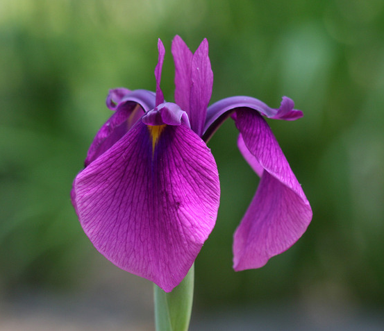서울창포원 사계축제 꽃 기억해
