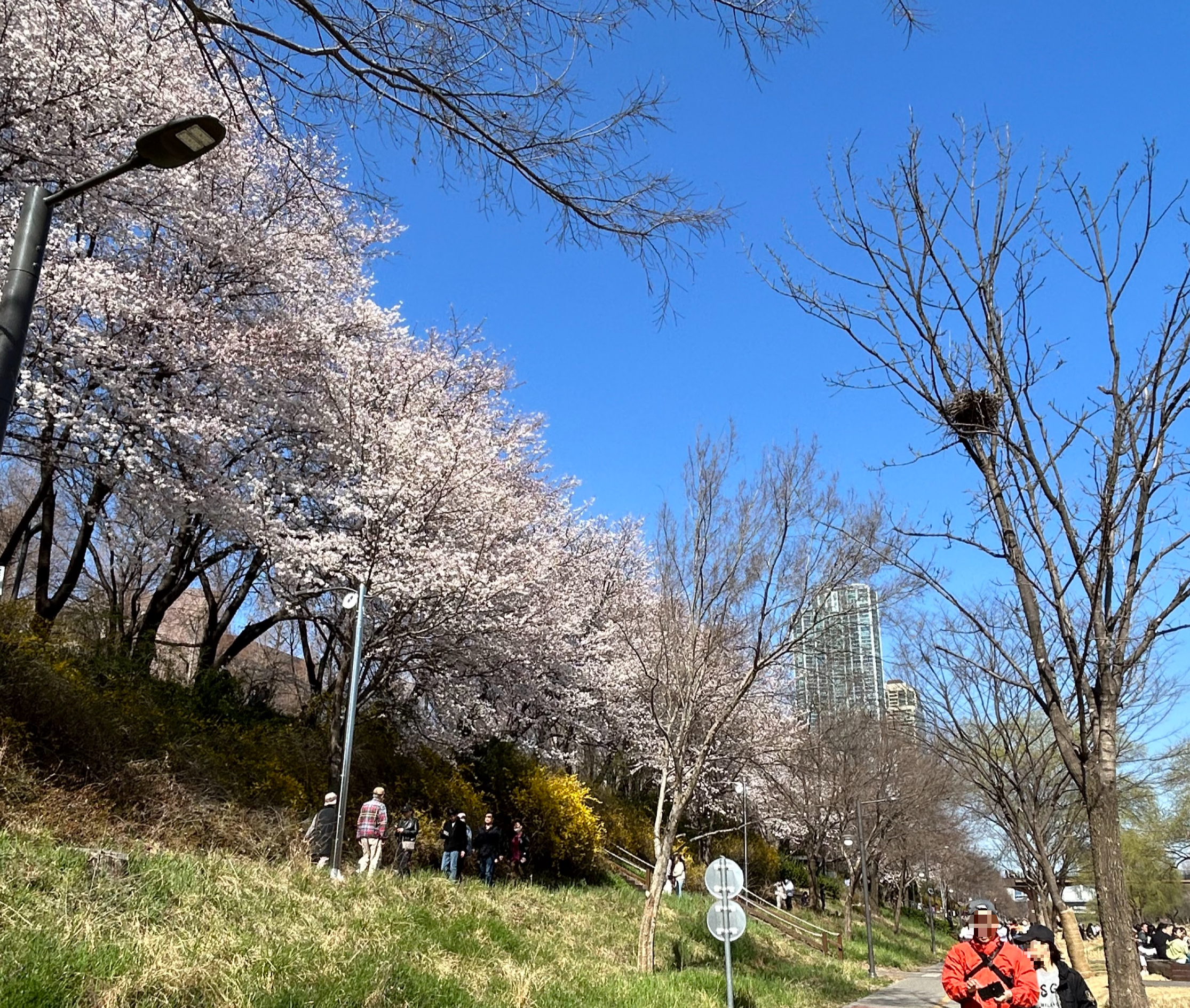벚꽃