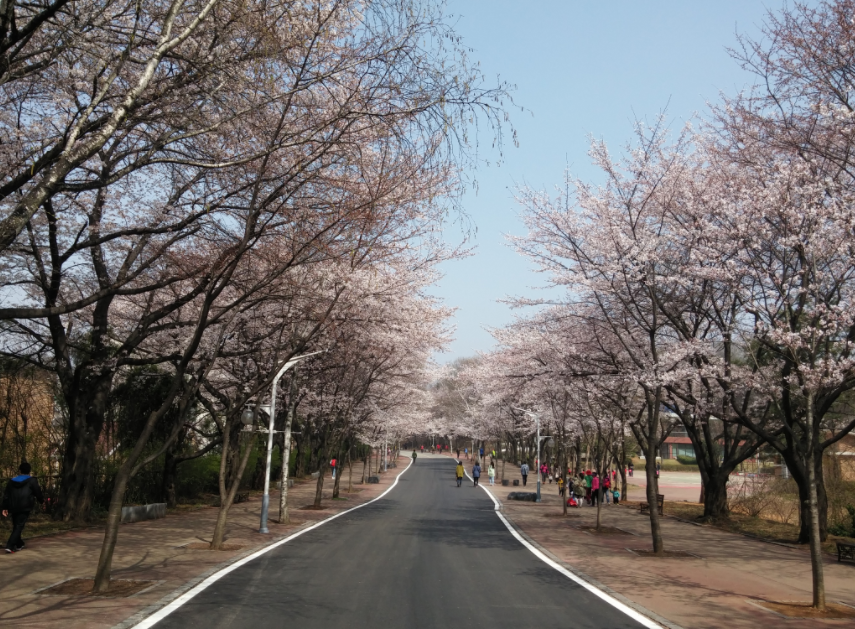 인천대공원 벚꽃(출처:인천대공원)