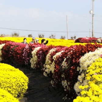 서산국화축제