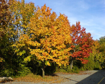 단풍시기(예상·절정)