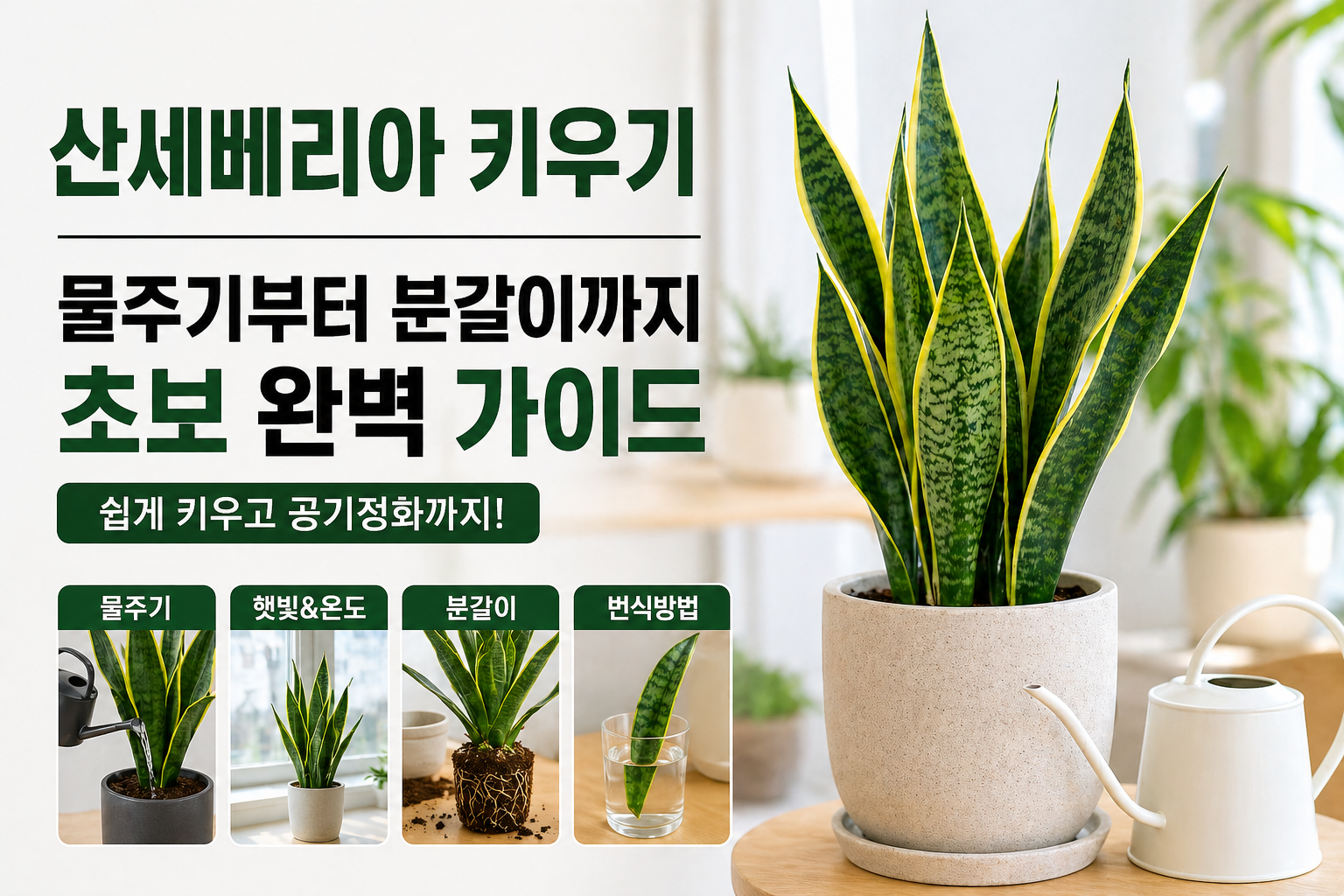 산세베리아