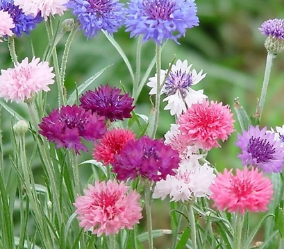 가을에 피는 꽃 수레국화