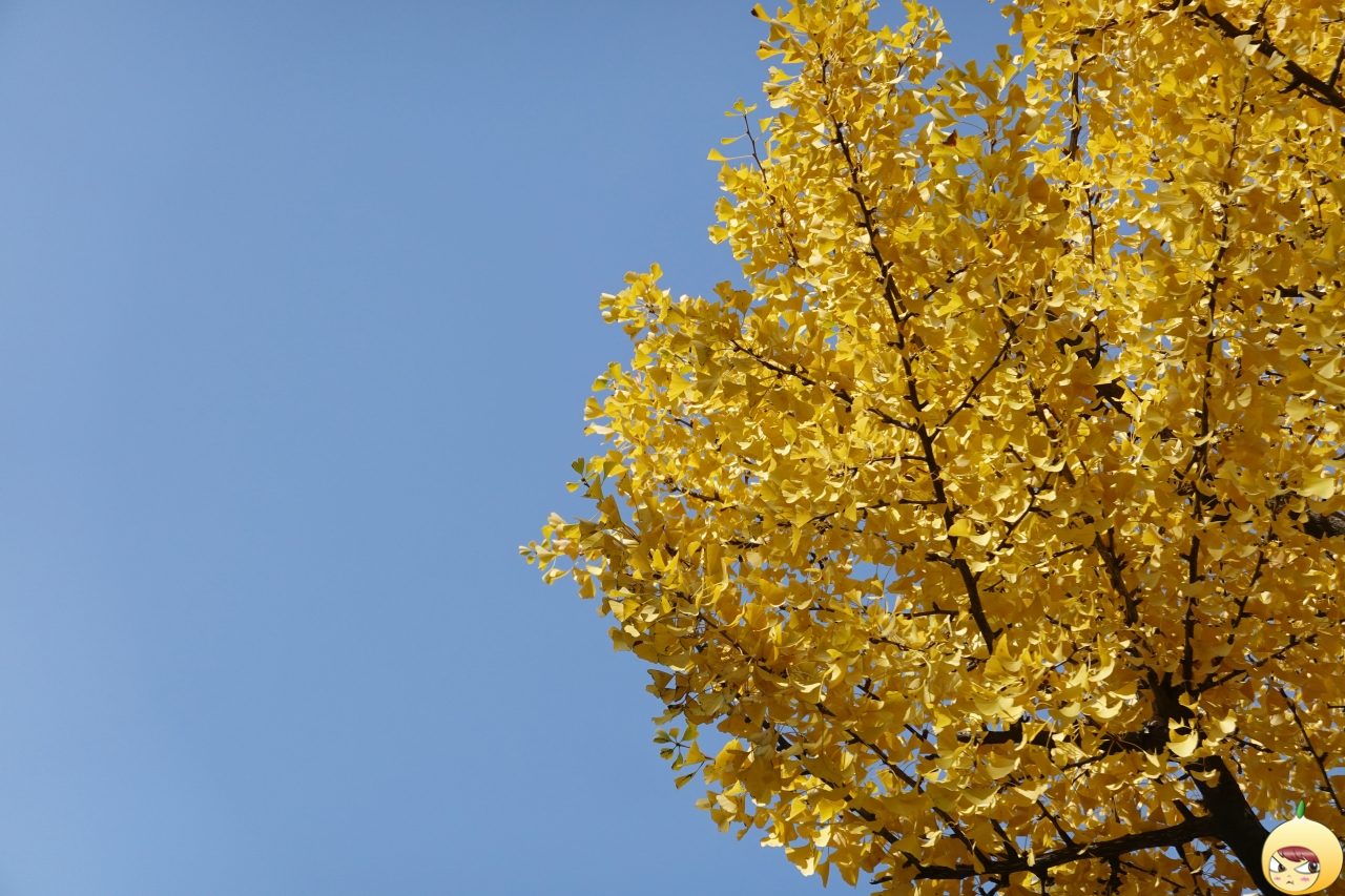 구름 한점 없는 파란하늘과 노란 은행나무