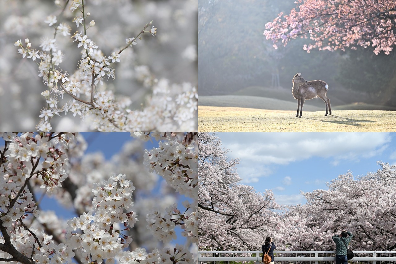 서울 벚꽃 개화시기