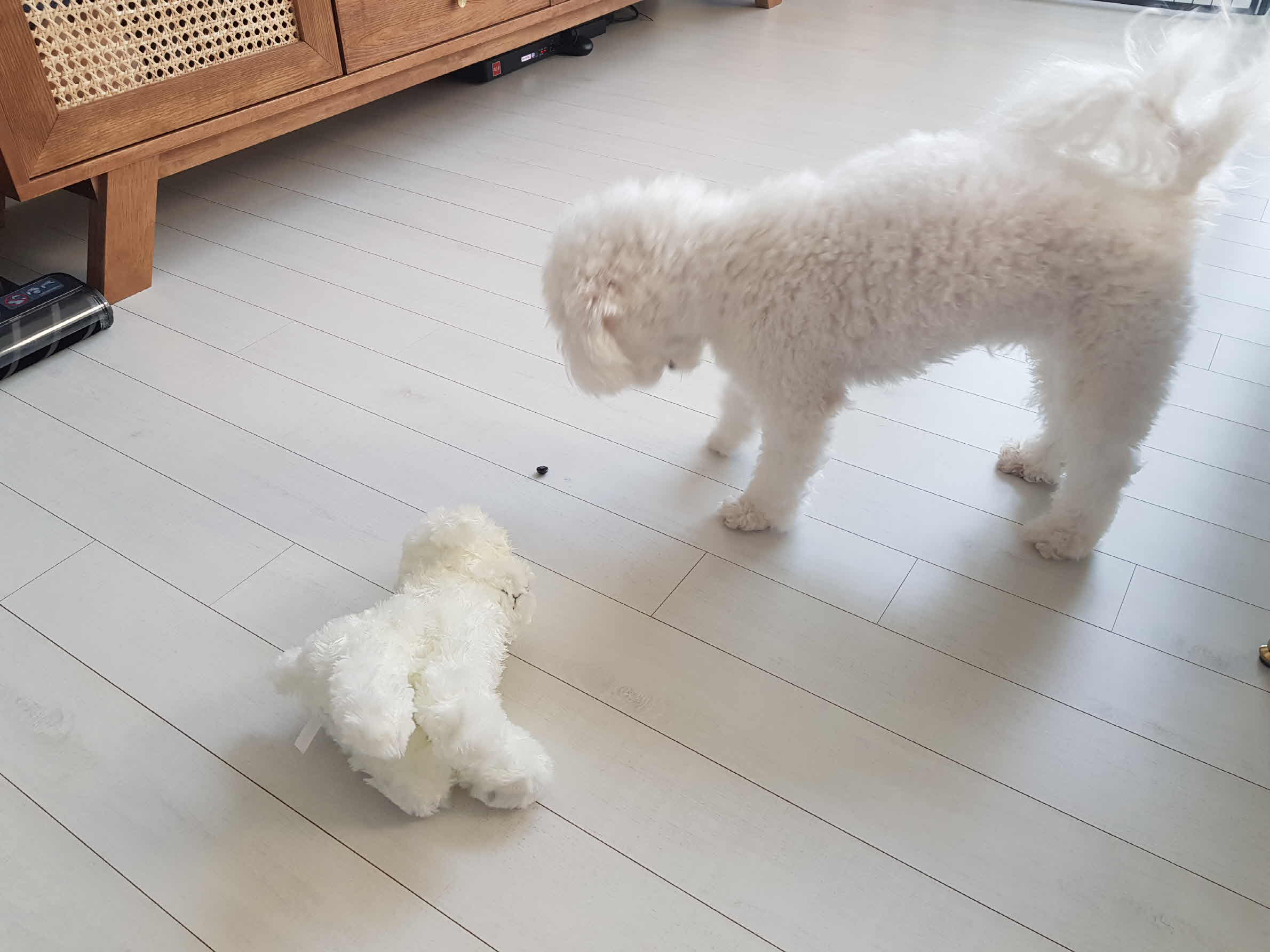 인형의 눈알을 뽑아버린 강아지