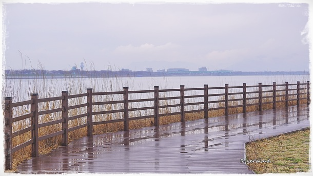 비오는 낙동강변