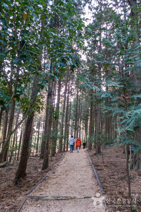 편백나무 사이로 편백 톱밥을 깔아놓은 산책로가 있다.