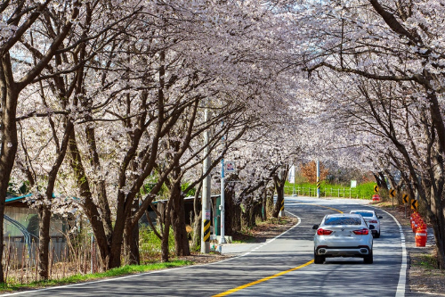 서울 근교 벚꽃 명소 추천, 드라이브 코스 BEST 5