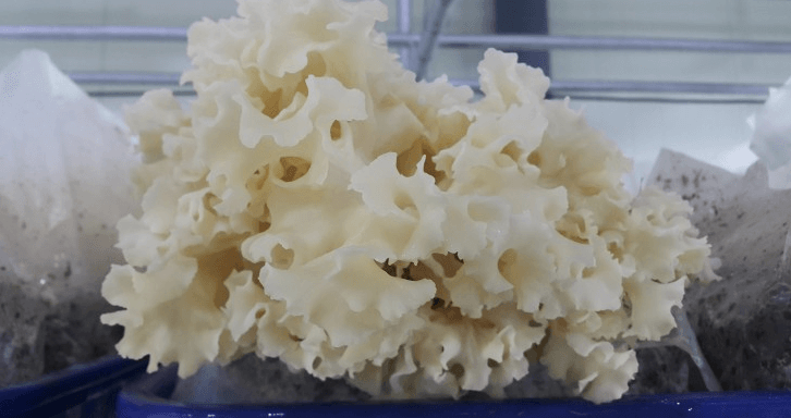 지방간에 좋은 음식 사진 - 7