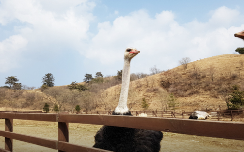 삼양라운드힐