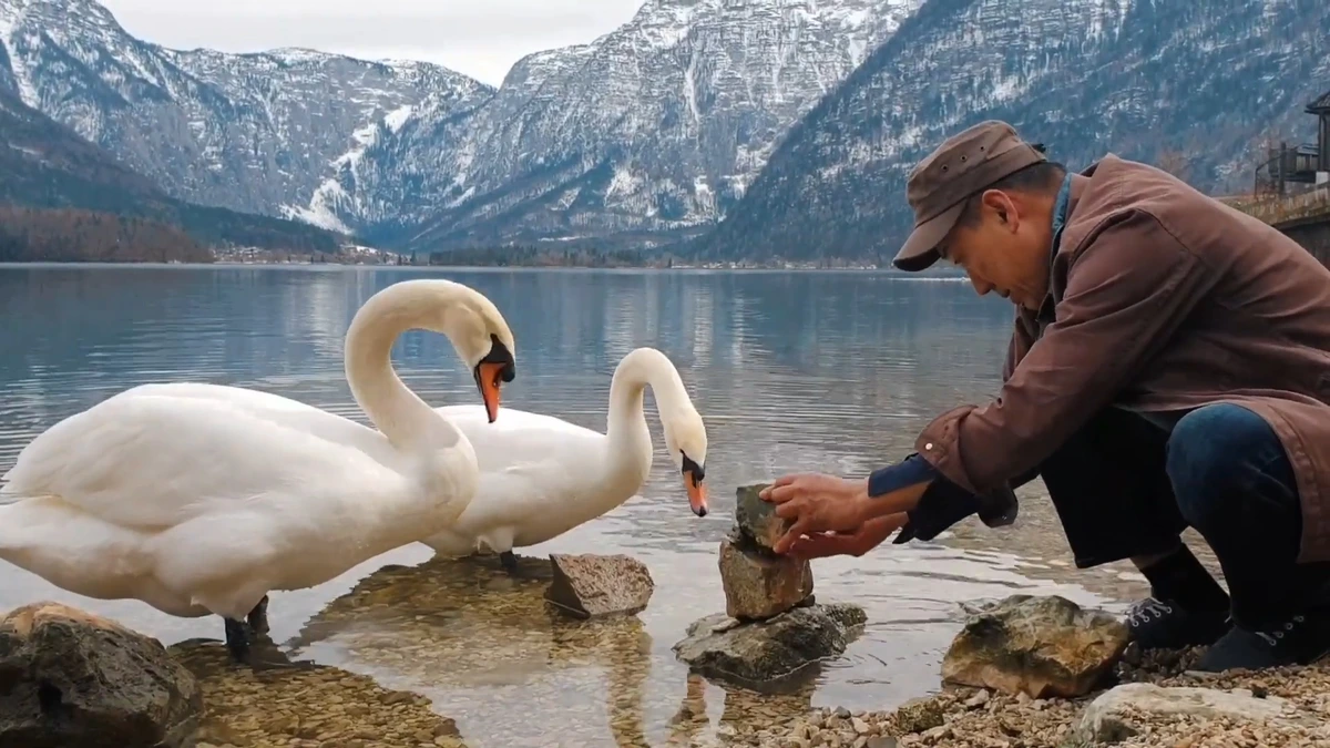 백조가 관심을 보이는 중심잡기