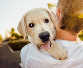 강아지 사료 추천