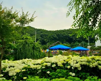 공주 수국축제 유구색동 수국 정원 꽃축제_29