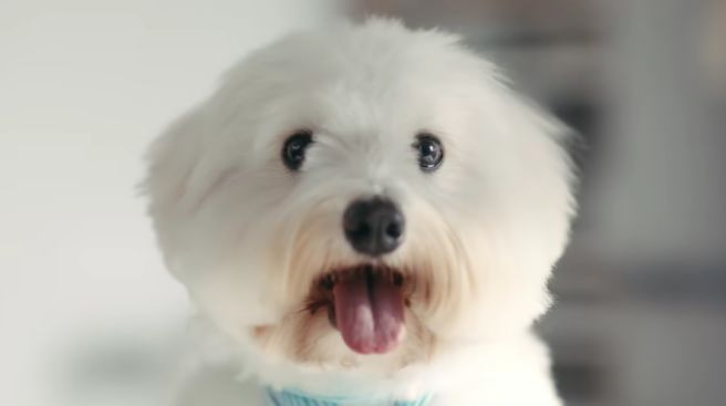 임영웅 반려견 시월이 총정리｜견종 코통 드 튈레아르&middot;나이&middot;생일&middot;입양 사연&middot;또또 뮤직비디오