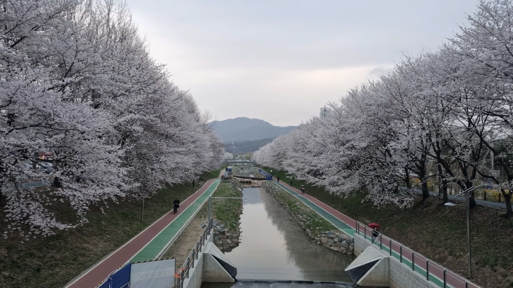 양재천벚꽃축제
