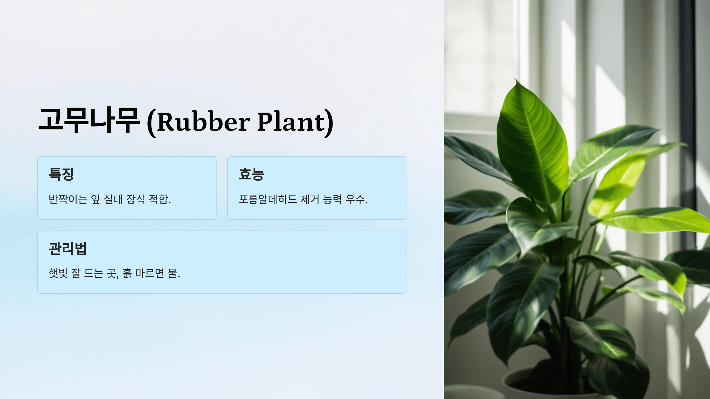 공기정화 식물 사진입니다.