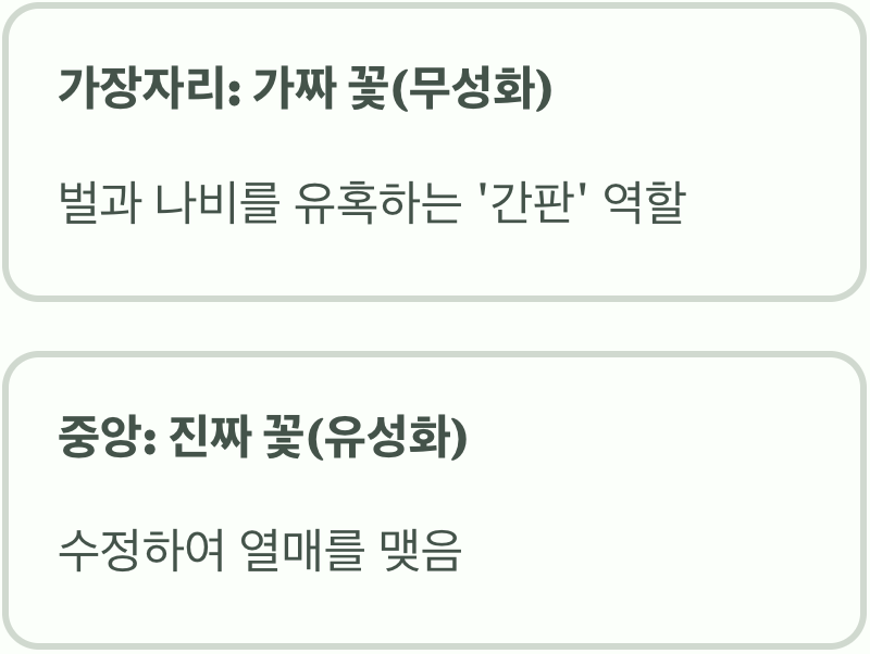 백당나무 꽃, '진짜'와 '가짜'가 함께 있다