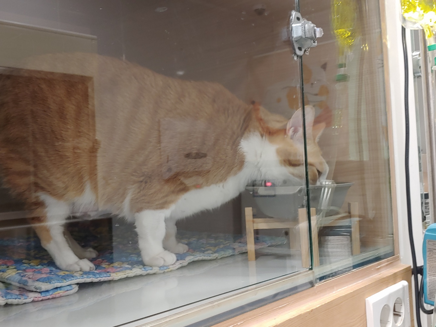 황달로 인한 호야의 입원. 고양이 황달. 