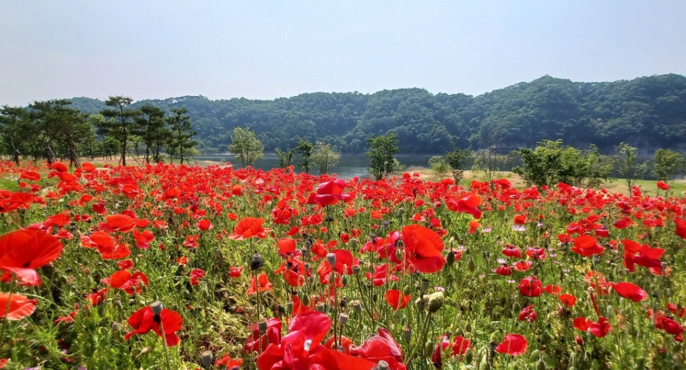 임실 옥정호 붕어섬생태공원