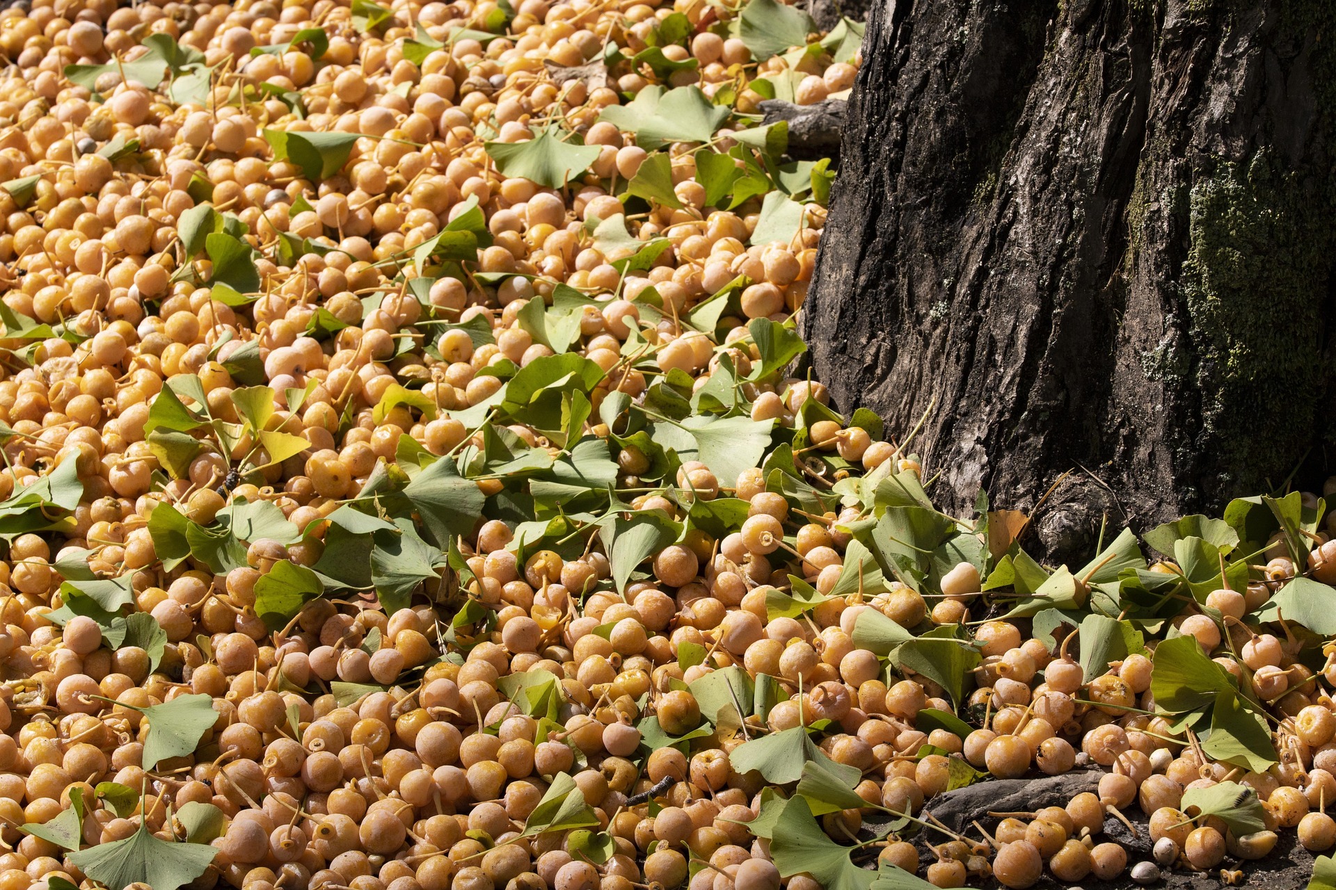 은행의 효과 및 효능 관련 바닥에 떨어진 은행 열매