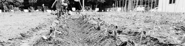 고구마 재배방법: 고구마 물주기 방법