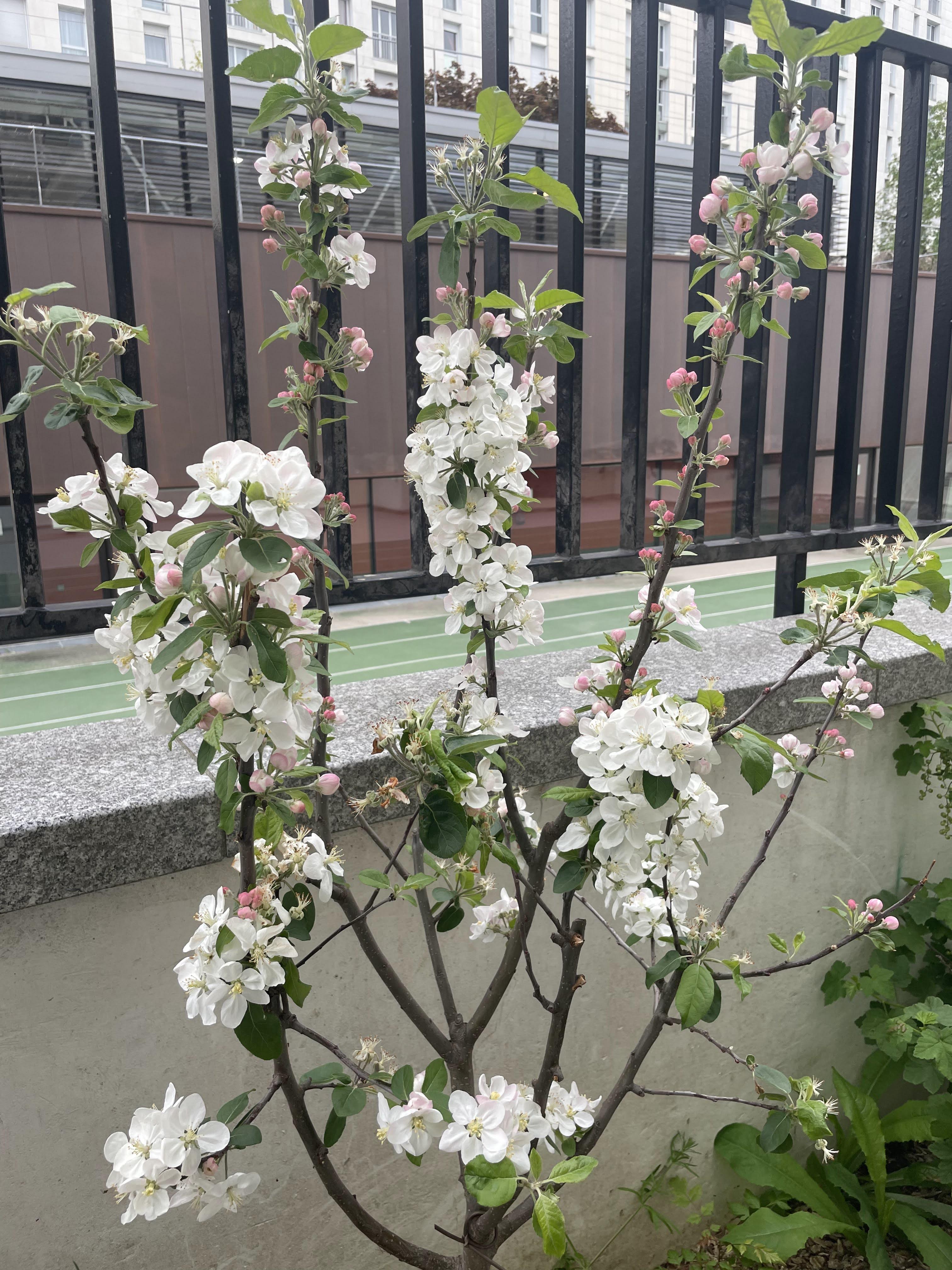 새로 심은 나무